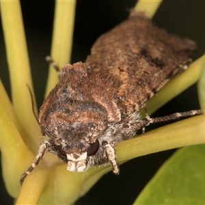 Agrotis infusa at Melba, ACT - 8 Oct 2024