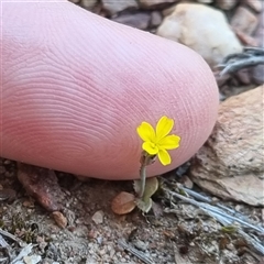 Hypochaeris glabra (Smooth Catsear) at Bungendore, NSW - 12 Oct 2024 by clarehoneydove