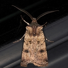 Agrotis porphyricollis (Variable Cutworm) at Melba, ACT - 8 Oct 2024 by kasiaaus