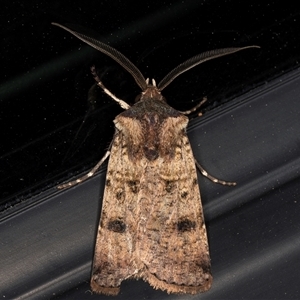 Agrotis porphyricollis at Melba, ACT - 8 Oct 2024