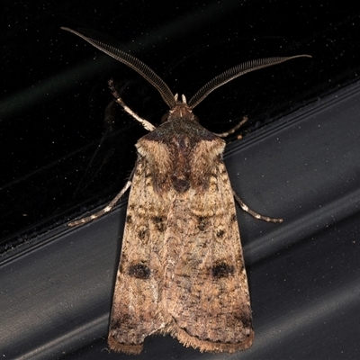 Agrotis porphyricollis (Variable Cutworm) at Melba, ACT - 8 Oct 2024 by kasiaaus