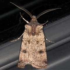 Agrotis porphyricollis at Melba, ACT - 8 Oct 2024