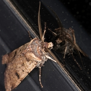 Agrotis porphyricollis at Melba, ACT - 8 Oct 2024