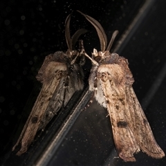 Agrotis porphyricollis at Melba, ACT - 8 Oct 2024