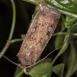 Agrotis infusa at Melba, ACT - 8 Oct 2024 09:40 PM