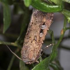 Agrotis infusa at Melba, ACT - 8 Oct 2024 09:40 PM