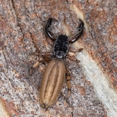 Holoplatys sp. (genus) (Unidentified Holoplatys jumping spider) at Melba, ACT - 8 Oct 2024 by kasiaaus