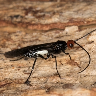 Callibracon capitator (White Flank Black Braconid Wasp) at Melba, ACT - 9 Oct 2024 by kasiaaus