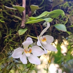 Sarcochilus falcatus (Orange Blossum Orchid) by Csteele4