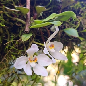 Sarcochilus falcatus (Orange Blossum Orchid) at Monga, NSW by Csteele4