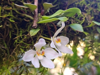 Sarcochilus falcatus (Orange Blossum Orchid) at Monga, NSW - 12 Oct 2024 by Csteele4