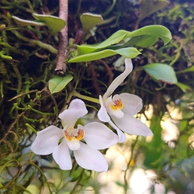 Sarcochilus falcatus (Orange Blossum Orchid) by Csteele4