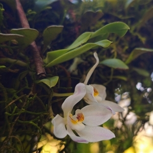 Sarcochilus falcatus at suppressed - 12 Oct 2024