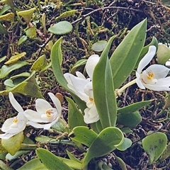 Sarcochilus falcatus at suppressed - 12 Oct 2024