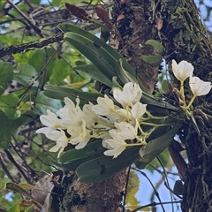 Sarcochilus falcatus at suppressed - 12 Oct 2024