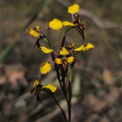 Diuris semilunulata (Late Leopard Orchid) at Captains Flat, NSW - 11 Oct 2024 by Csteele4