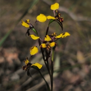 Diuris semilunulata at Captains Flat, NSW - 11 Oct 2024