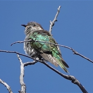 Chrysococcyx lucidus at Hall, ACT - 12 Oct 2024