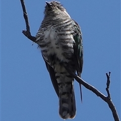 Chrysococcyx lucidus at Hall, ACT - 12 Oct 2024