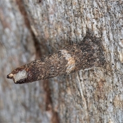 Conoeca guildingi (A case moth) at Melba, ACT - 9 Oct 2024 by kasiaaus