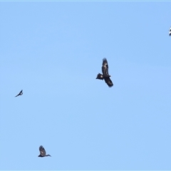 Aquila audax (Wedge-tailed Eagle) at Macnamara, ACT - 23 Aug 2024 by TimL