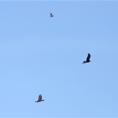 Aquila audax at Macnamara, ACT - 23 Aug 2024 02:08 PM