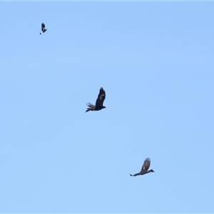 Aquila audax at Macnamara, ACT - 23 Aug 2024 02:08 PM