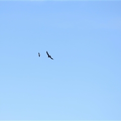 Aquila audax at Macnamara, ACT - 23 Aug 2024 02:08 PM