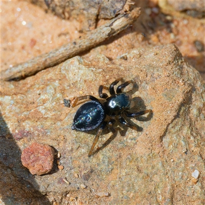 Unidentified Jumping or peacock spider (Salticidae) at Cotter River, ACT - 11 Oct 2024 by DPRees125