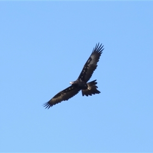 Aquila audax at Macnamara, ACT - 23 Aug 2024