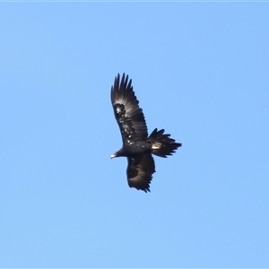 Aquila audax at Macnamara, ACT - 23 Aug 2024