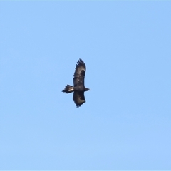 Aquila audax at Macnamara, ACT - 23 Aug 2024