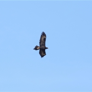 Aquila audax at Macnamara, ACT - 23 Aug 2024 02:08 PM