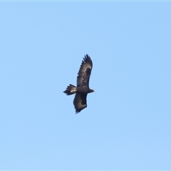 Aquila audax at Macnamara, ACT - 23 Aug 2024