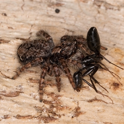 Servaea incana (Hoary Servaea) at Melba, ACT - 9 Oct 2024 by kasiaaus