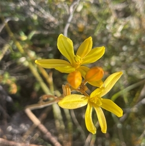 Bulbine bulbosa at Kenny, ACT - 10 Oct 2024 04:25 PM