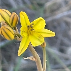 Bulbine bulbosa at Kenny, ACT - 10 Oct 2024 04:25 PM