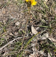 Bulbine bulbosa at Kenny, ACT - 10 Oct 2024 04:25 PM