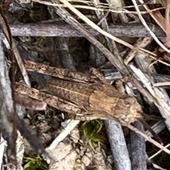 Acrididae sp. (family) (Unidentified Grasshopper) at Hall, ACT - 12 Oct 2024 by Anna123