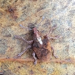 Gonipterus sp. (genus) at Carwoola, NSW - 12 Oct 2024