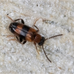 Syzeton sp. (genus) (A darkling beetle) at Melba, ACT - 8 Oct 2024 by kasiaaus