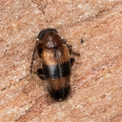 Syzeton sp. (genus) at Melba, ACT - 9 Oct 2024 10:20 AM