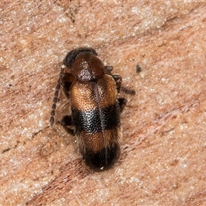 Syzeton sp. (genus) at Melba, ACT - 9 Oct 2024 10:20 AM