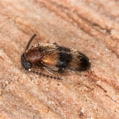 Syzeton sp. (genus) at Melba, ACT - 9 Oct 2024 10:20 AM