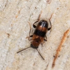 Syzeton sp. (genus) at Melba, ACT - 9 Oct 2024 10:20 AM