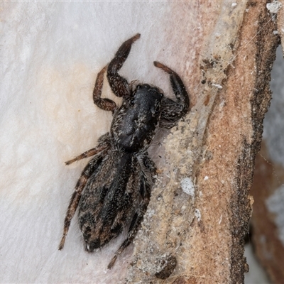 Holoplatys sp. (genus) (Unidentified Holoplatys jumping spider) at Melba, ACT - 9 Oct 2024 by kasiaaus