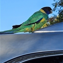 Barnardius zonarius (Australian Ringneck) at Ross, NT - 11 Oct 2024 by atticus