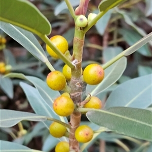 Ficus platypoda at Burt Plain, NT - 12 Oct 2024