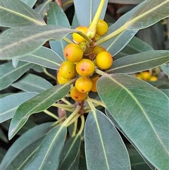 Ficus platypoda at Burt Plain, NT - 12 Oct 2024 09:49 AM