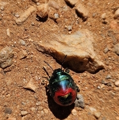 Scutelleridae (family) (Jewel bug, metallic shield bug) at Hugh, NT - 12 Oct 2024 by atticus